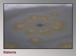 Eisblume.jpg