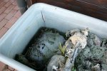 IQ3M6731_26-12-09_Mini-aufgefroren.JPG