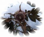 Winterimpressionen.jpg