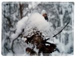Winterimpressionen.1. jpg.jpg