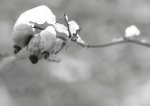 IMG_2883_comp.jpg