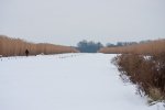Chinaschilf-(Miscanthus-sinensis).jpg
