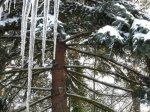 Winterimpressionen 2010 4.JPG