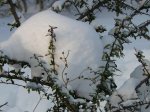 Winterimpressionen 2010 6.JPG