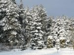 Winterimpressionen 2010 1.JPG