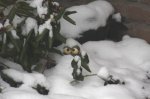 kuckfrosch.JPG