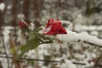 IMG_3790-1.jpg