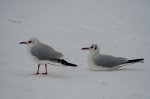 Winter 8.JPG