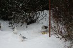 Winter 9.JPG