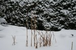 Winter 12.JPG
