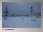 Das-Moor-im-Winter.jpg