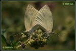 Weissling IMG_2174c_prot.jpg
