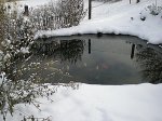Teich Schnee 1.jpg