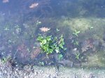 Teich 24.03.2010 005.jpg