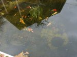 DSCI0002 28.03.10 teich.jpg