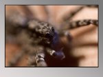 Spinne-Close-up.jpg Spinne-Close-up.jpg