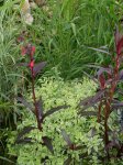 Teich 2 375Lobelie 1 und Wasserfenchel.jpg