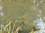 Frosch.jpg2.jpg