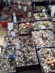 100_2454.jpg