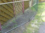 Hosta hinter Gitter.JPG