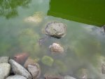 DSC00085.jpg