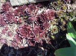 100_2655.jpg