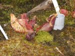 Sarracenia.jpg