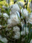 04_Wollgras Eriophorum latifolium.jpg