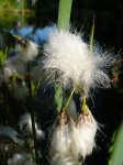 05__Eriophorum latifolium.jpg