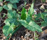 Arum italicum.jpg