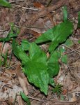 Arum maculatum var. immaculatum.jpg