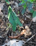 Arum maculatum var. maculatum.jpg