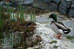 PICT2646_16-04-2006_Teichsimse_Enten.JPG