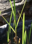 NeueAue2010_0424_175726.jpg
