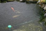 mini-teich 003.JPG