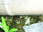 frog 001.jpg frog 001.jpg