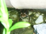 frog 002.jpg frog 002.jpg
