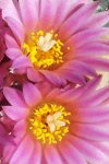 100_2934.JPG