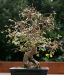 IQ3M3728_Bonsai_von_hinten.JPG