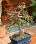 IQ3M3731_Bonsai_von_Vorne.JPG