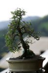 IQ3M4742_01-05-2010_Bonsai.JPG