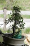 IQ3M4744_01-05-2010_Bonsai1.JPG