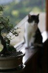 IQ3M4756_01-05-2010_Bonsai-Zuli-1.JPG