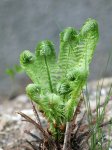 IQ3M4758_01-05-2010_Entrollung-1.JPG