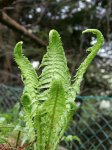 IQ3M4853_01-05-2010_Entrollung_Hohlweg.JPG