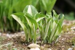 IQ3M4857_02-05-2010_Hosta_1.JPG