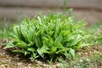 IQ3M4858_02-05-2010_Hosta-2.JPG