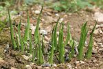 IQ3M4861_02-05-2010_Hosta-4.JPG