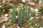 IQ3M4862_02-05-2010_Hosta-5.JPG