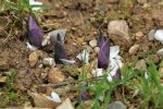 IQ3M4863_02-05-2010_Hosta-6.JPG
